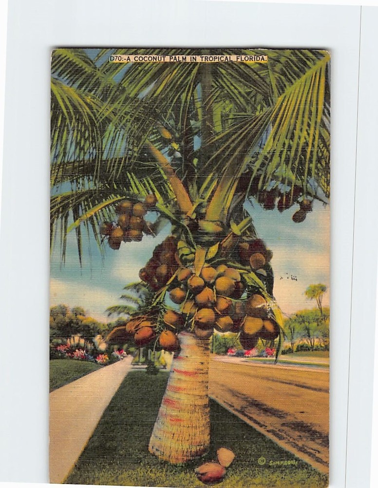 Postcard Coconut Palm in Tropical Florida USA