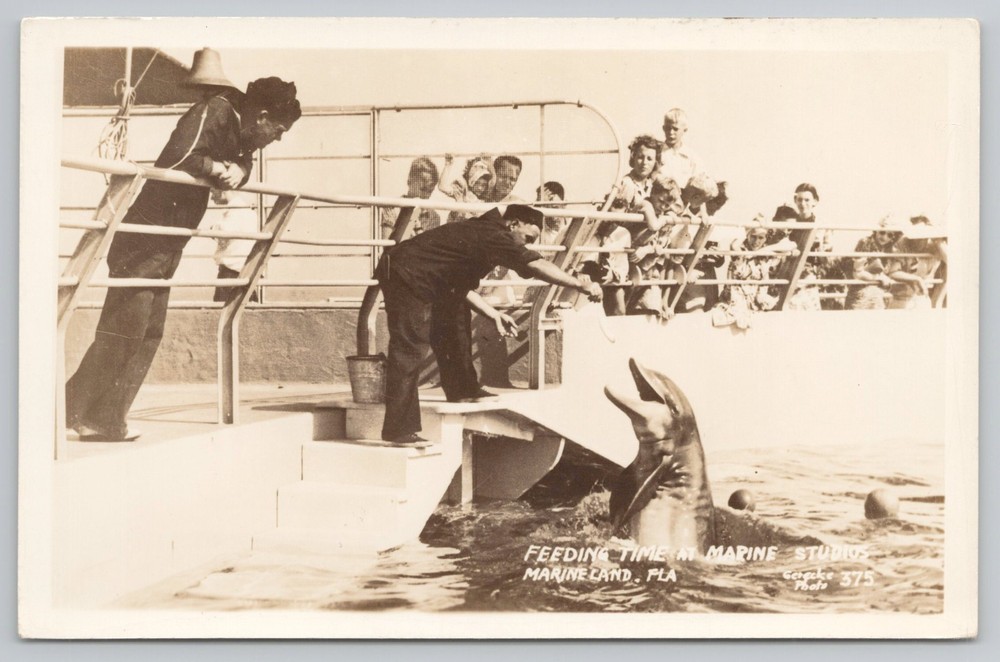 RPPC Feeding Time at Marine Studios Marineland St Augustine Florida FL Postcard