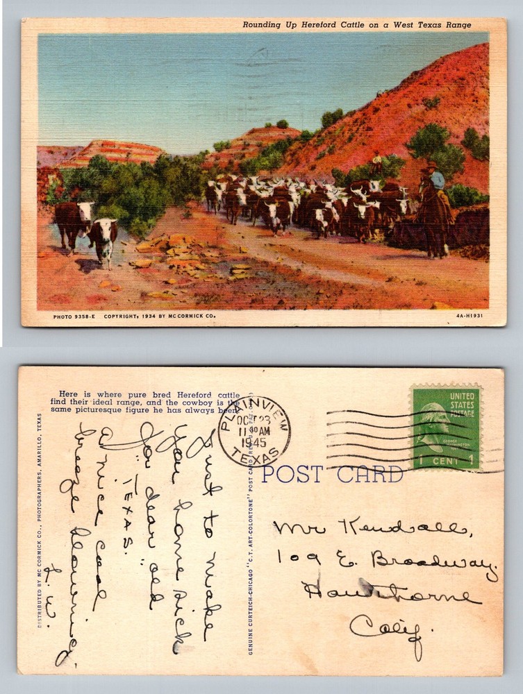 Amarillo, TX-Texas, Hereford Cattle Texas Range Cowboy Vintage c1945 Postcard