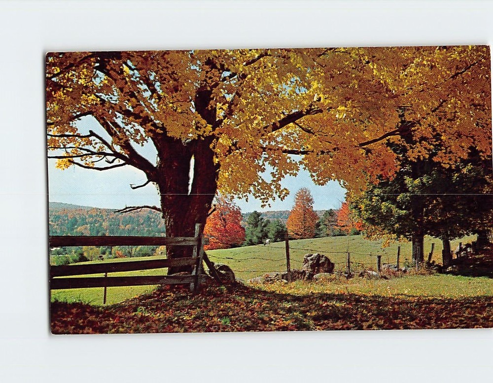 Postcard A typical Fall scene USA