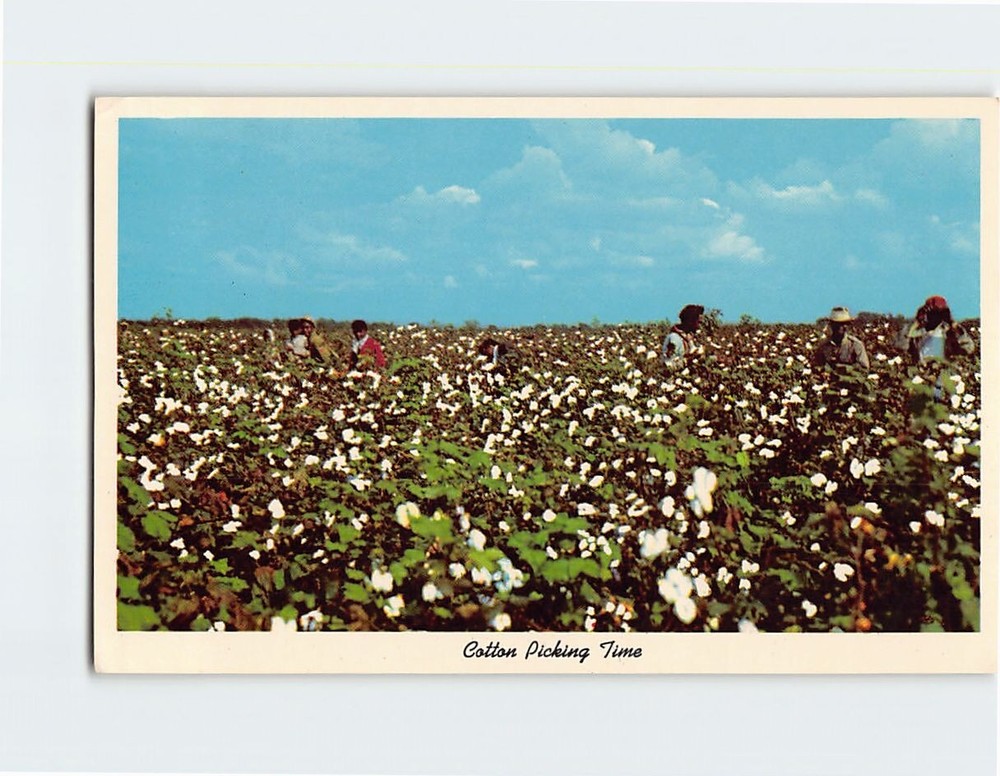 Postcard Cotton Picking Time