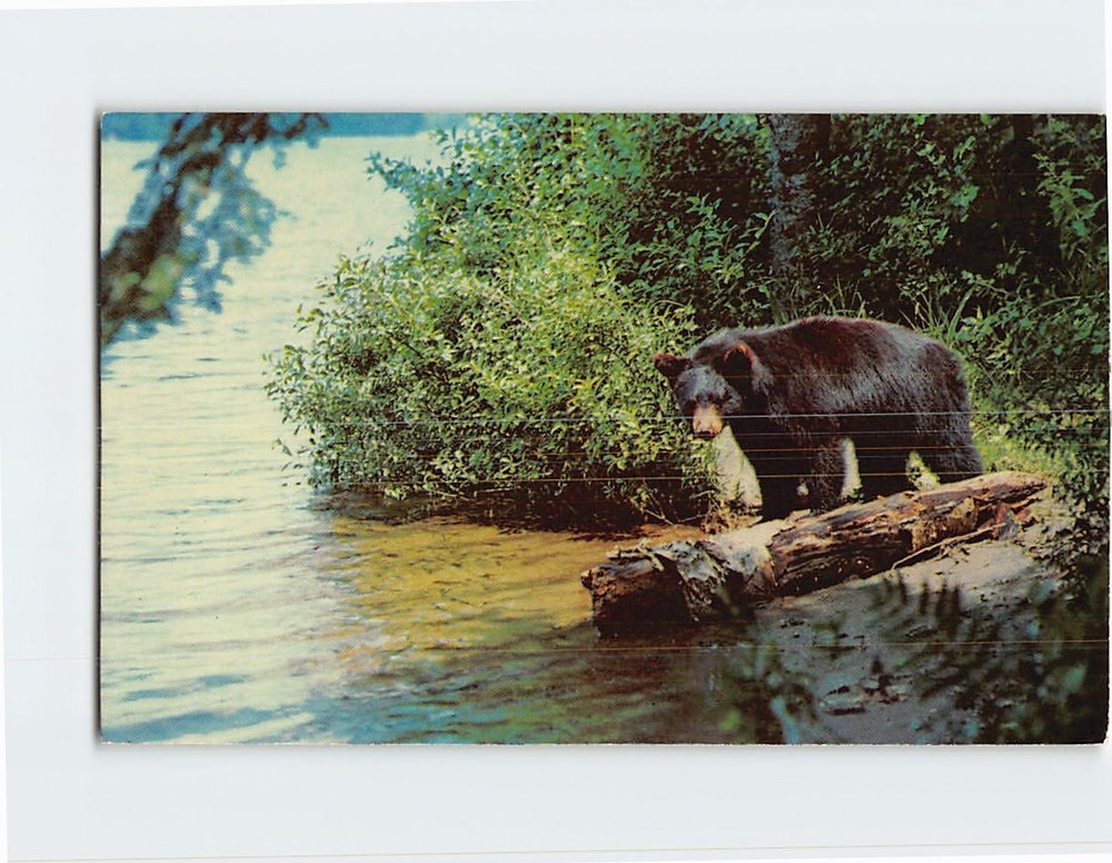 Postcard Yearling Cub Black Bear