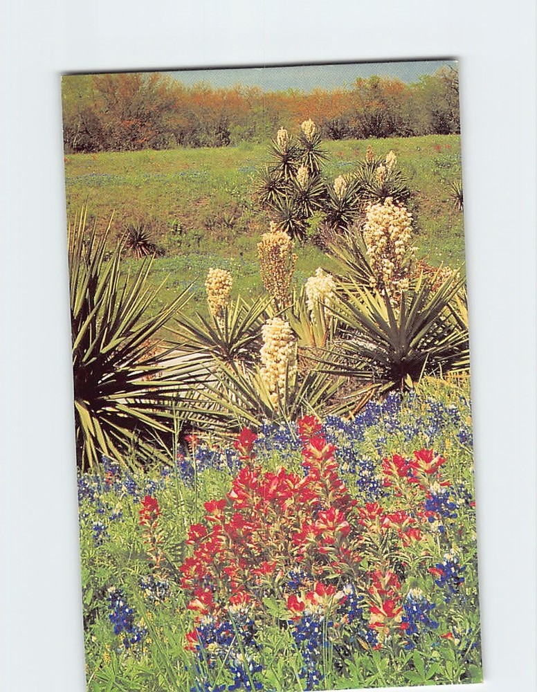 Postcard Spanish Dagger And Indian Paintbrush Texas USA