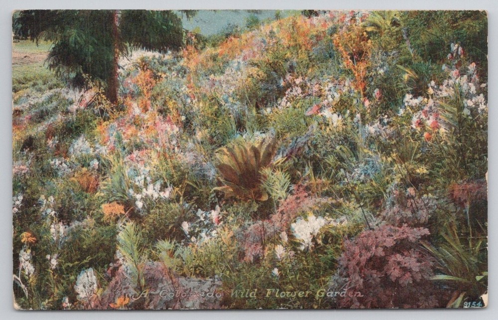 Vintage Colorado Wild Flower Garden Postcard Denver CO 1910s H.R. Schmidt