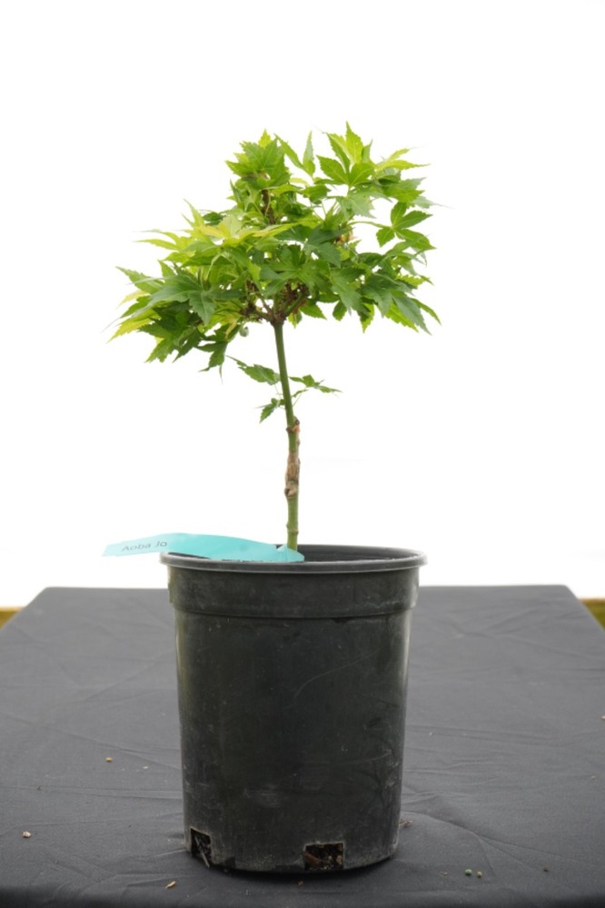 Acer palmatum 'Aoba jo' Japanese Maple 1 Gallon-image