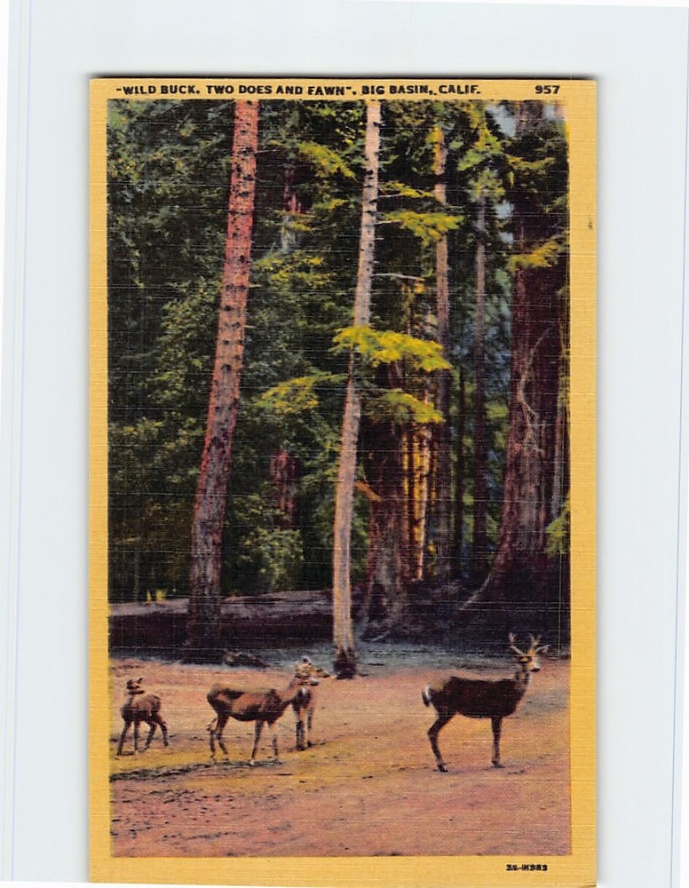 Postcard 