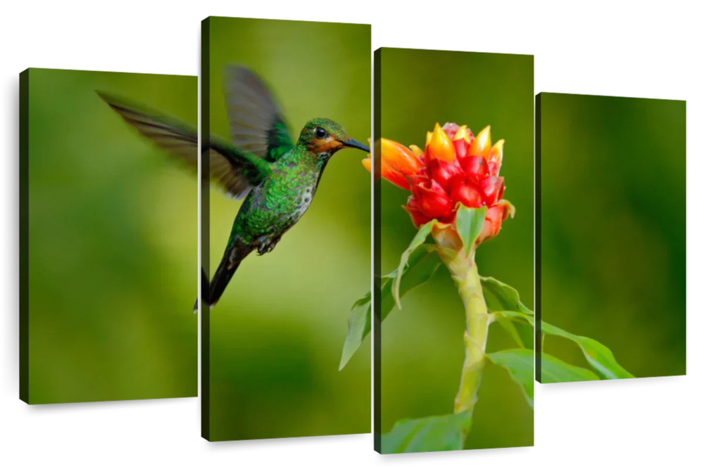 Flower And Green Hummingbird Wall Art