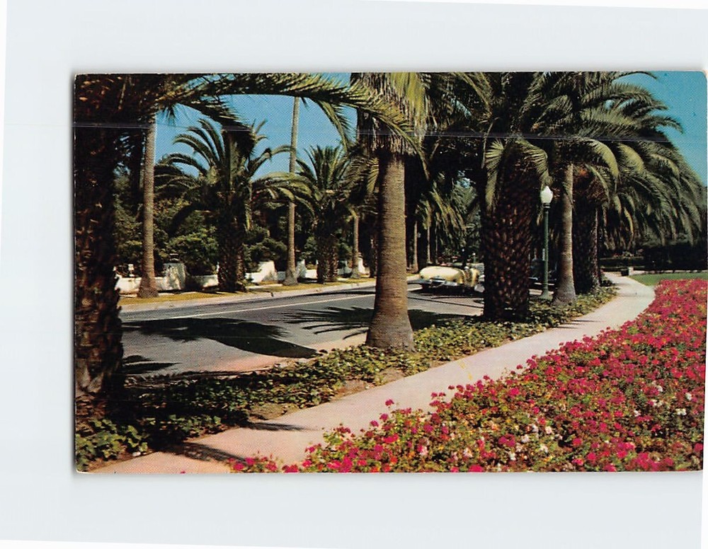 Postcard An Avenue Of Palms In Southern California USA