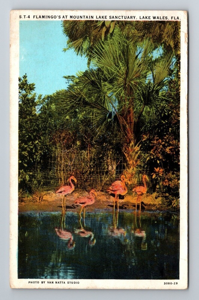 Lake Wales FL-Florida, Flamingos Mountain Lake Sanctuary c1937 Vintage Postcard