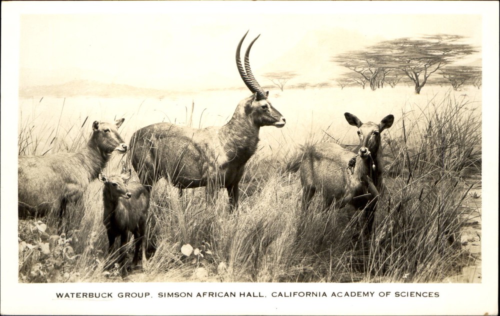 Waterbuck Group ~ Simson African Hall ~ California Academy of Sciences RPPC