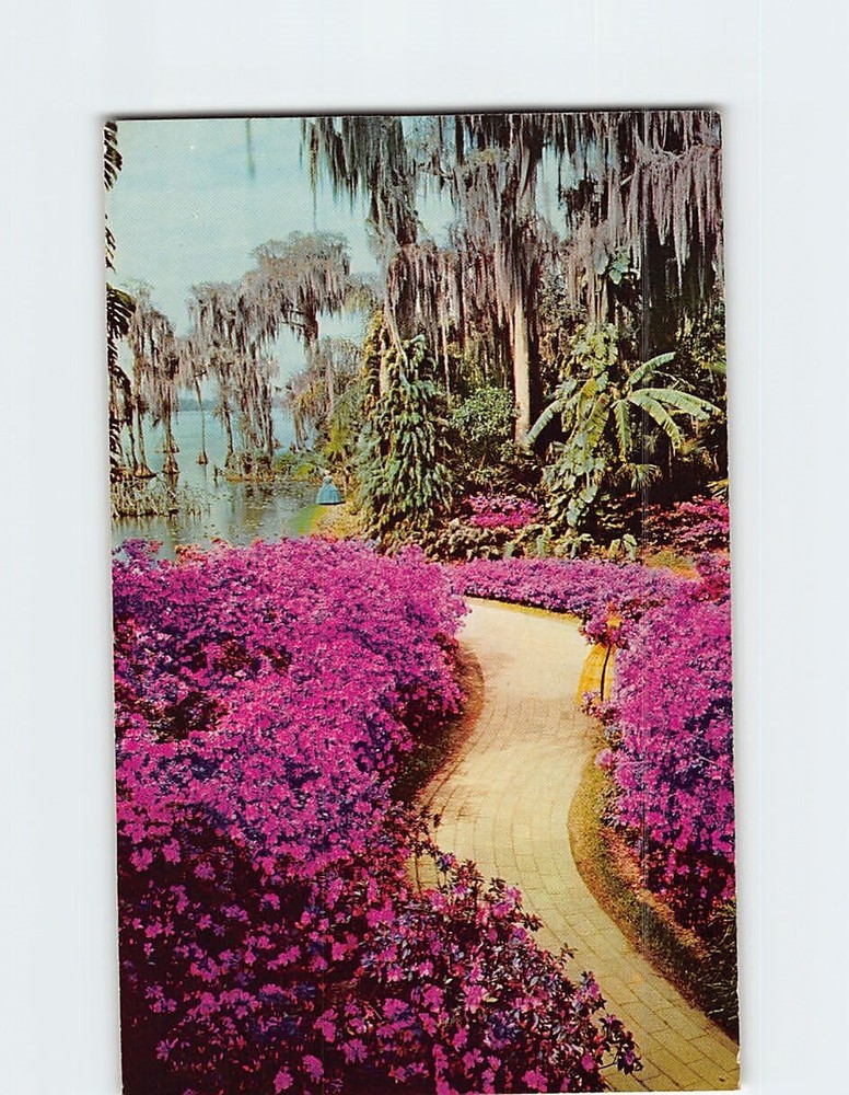 Postcard Down Azalea Lane at Florida's Beautiful Cypress Gardens USA
