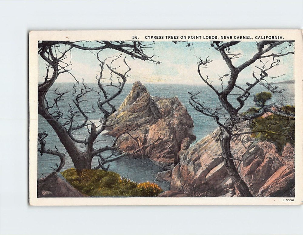 Postcard Cypress Trees on Point Lobos Near Carmel California USA