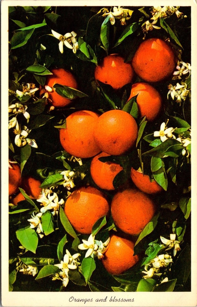Dr Jim Stamps Postcard Orange Is And Blossoms Tropical Florida