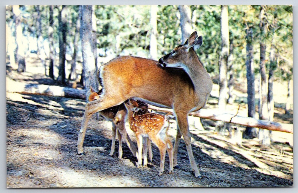 Animals~Lunchtime In Minnesotas Vacationland~Deer W/ Fawns~Vintage Postcard