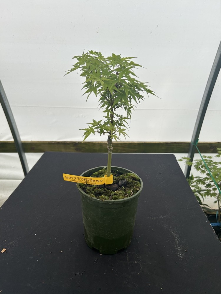 Acer palmatum 'Akita yatsubusa' Dwarf Japanese Maple 1 gallon-image