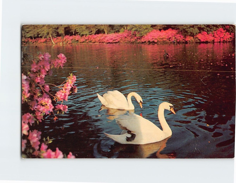 Postcard Swans On lake at Airlie Gardens in Wilmington North Carolina