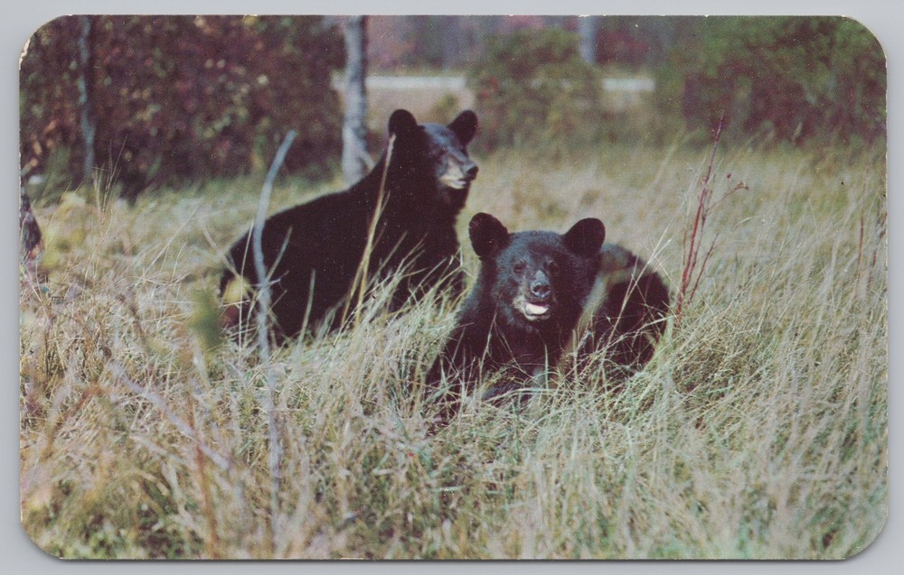 Animal~A Pair Of Black Bear Cubs~Woodland Trails~Vacationland~Vintage Postcard