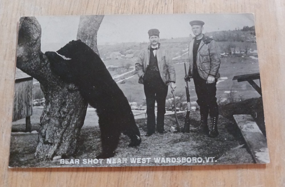 Vintage Postcard, Bear Shot Near West Wardsboro, Vermont