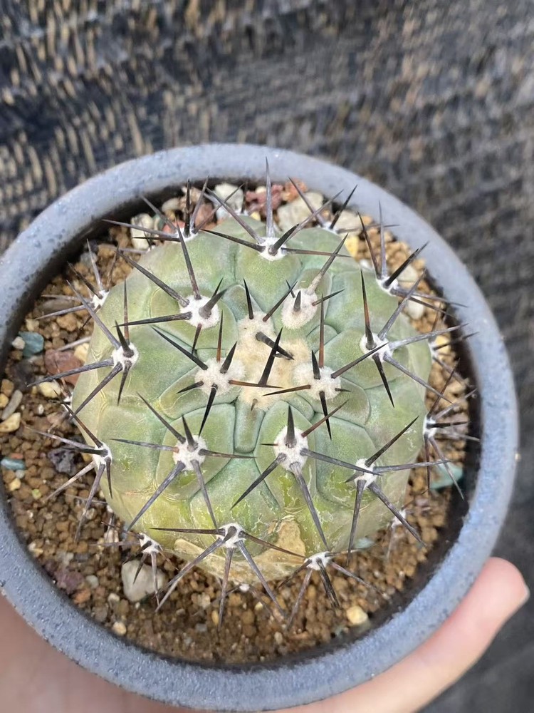 Copiapoa cinerea Raresucculent cactus beautiful cacti selfroot WYSIWYG 6CM