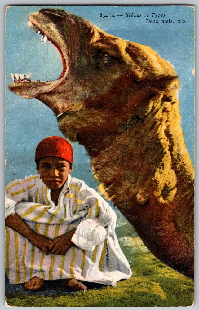 Antique Postcard Boy Camel 1910s