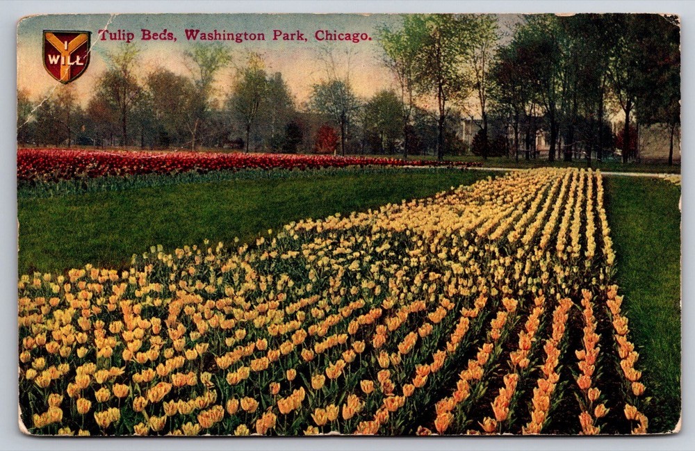 Washington Park Chicago Illinois Antique Postcard Tulip Beds USA Posted 1912