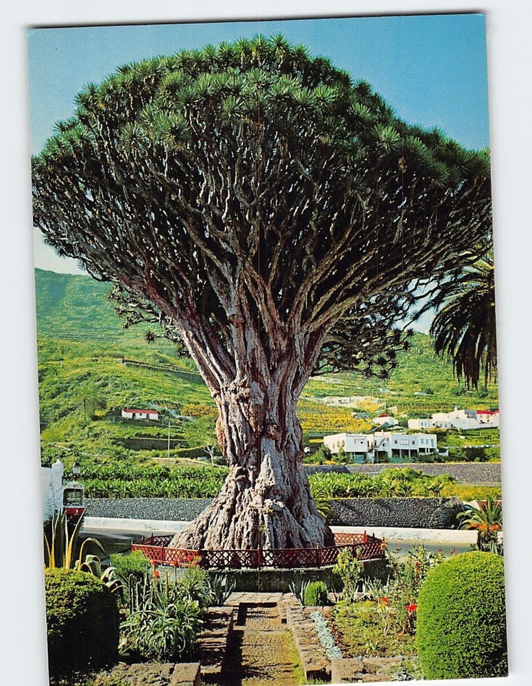 Postcard El Drago de Icod de los Vinos Spain