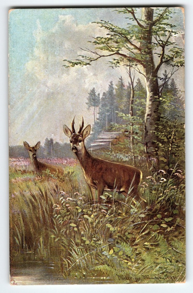 Signed Muller Artist Card Vintage Deer Forest Scene Postcard