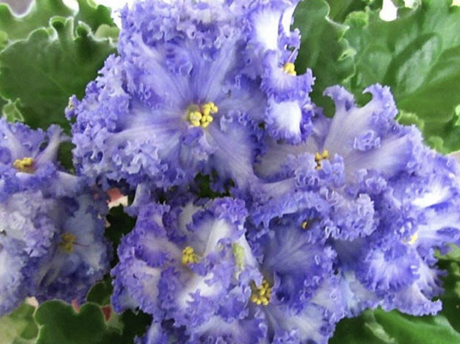 African Violet PLANT ~   PARTLY CLOUDY Starter