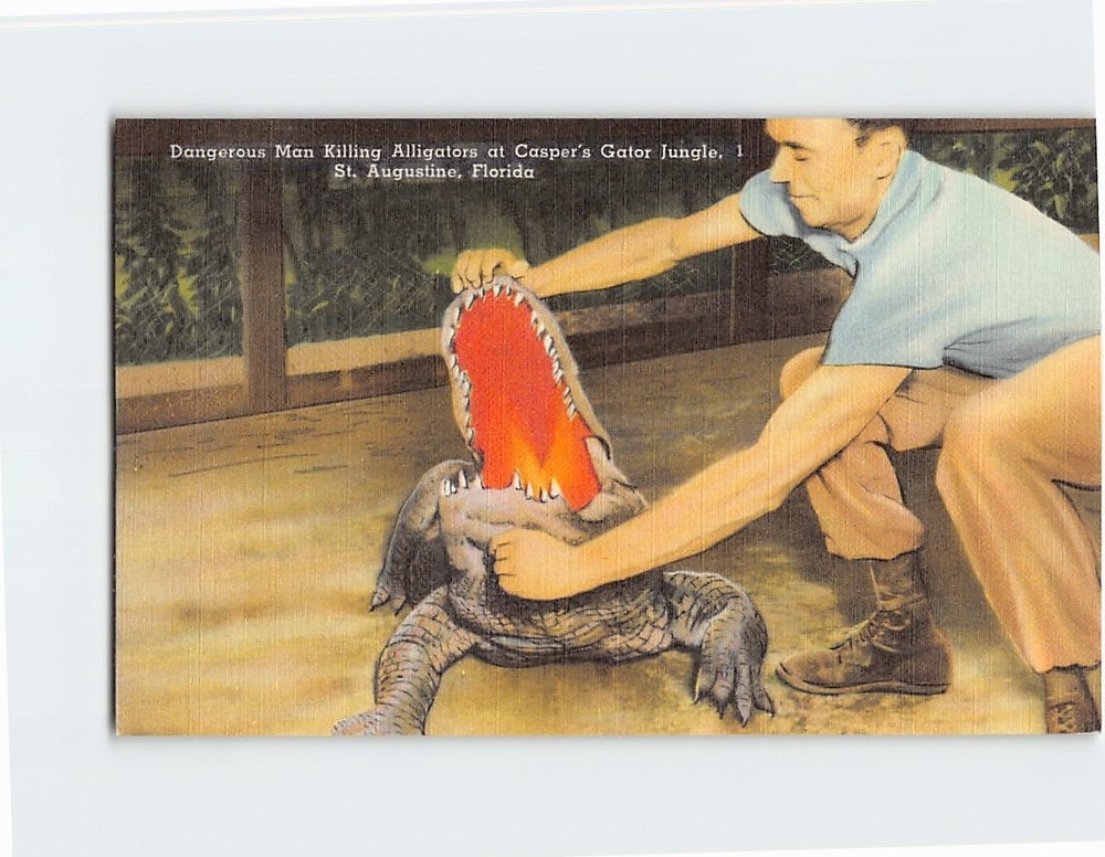 Postcard Alligator at the Casper's Jungle St. Augustine Florida USA