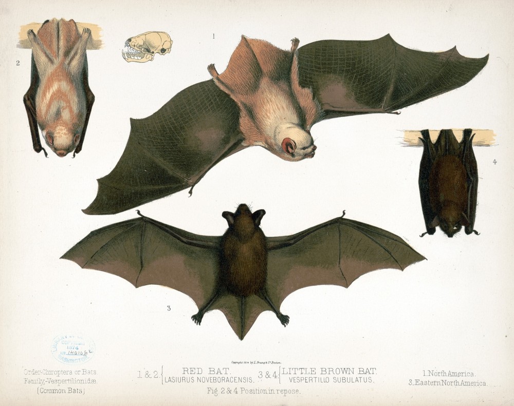 Red Bat Science Nature Artwork - Home Decor Wall Poster