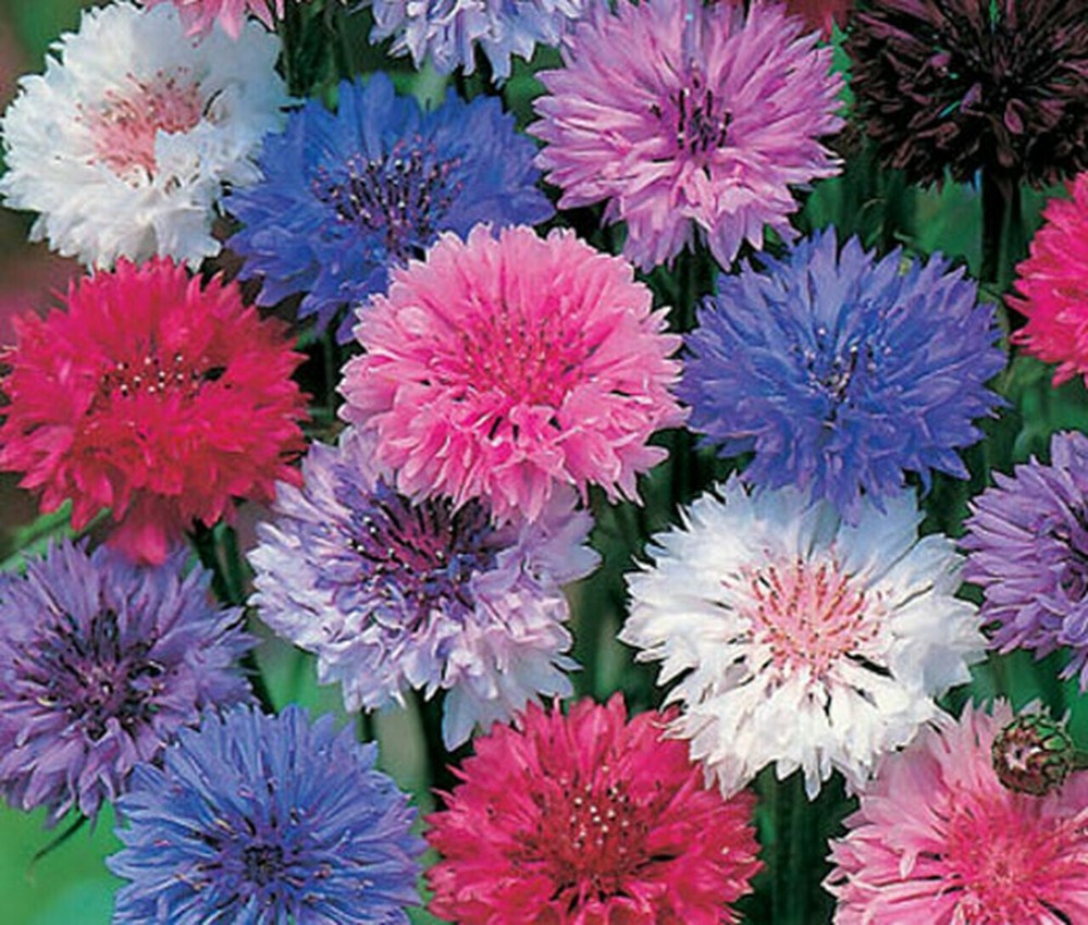Bachelor Button Seeds 200  Polka Dot Mix Flower Mixed Colors USA