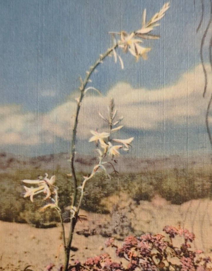 Desert Lily in Bloom Palm Springs California Posted Vintage Linen Postcard 1940