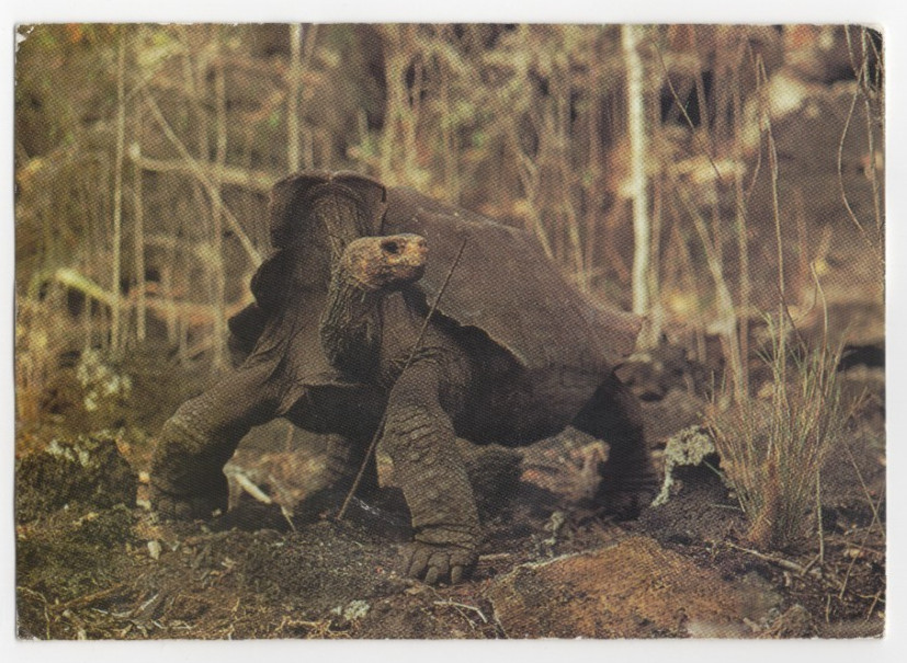 Vintage - Galapagos Tortoise From the Island Saddleback? - Postcard - EP1J