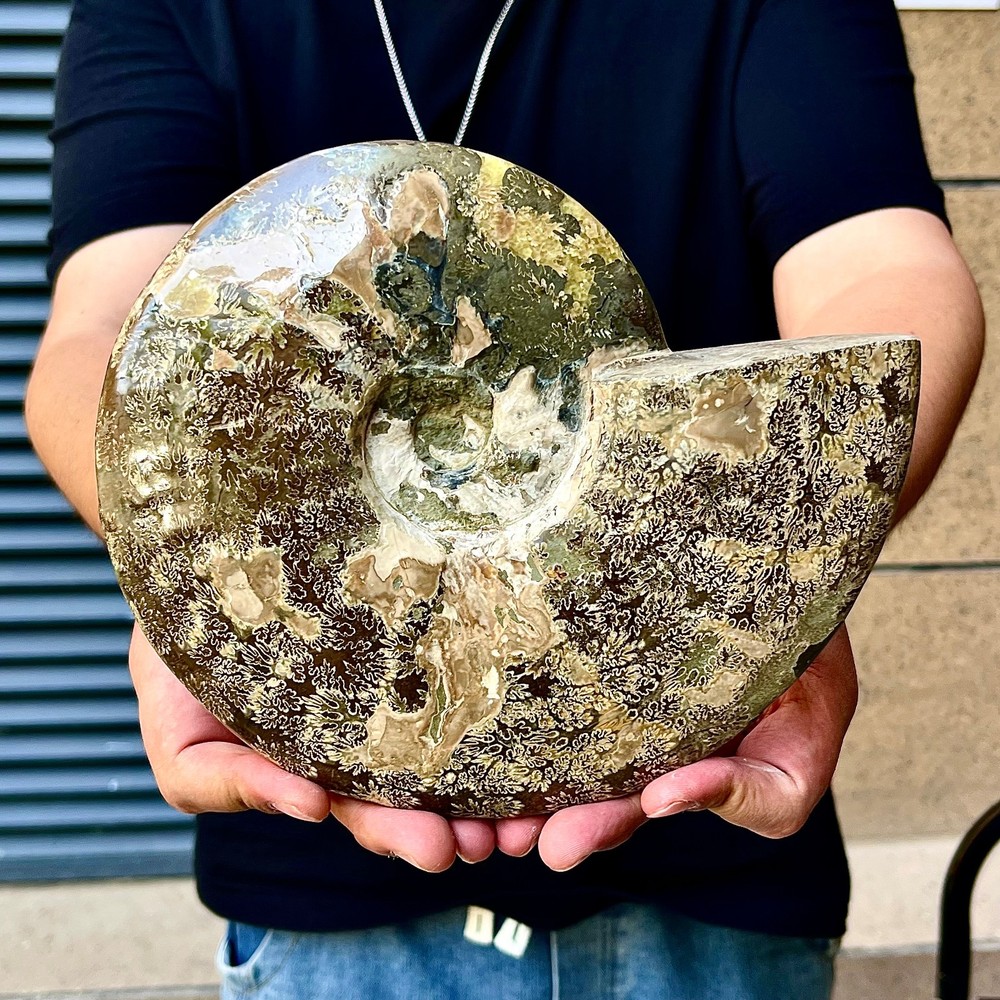 5.28LB Rare natural polished Natural conch fossil specimens of Madagascar