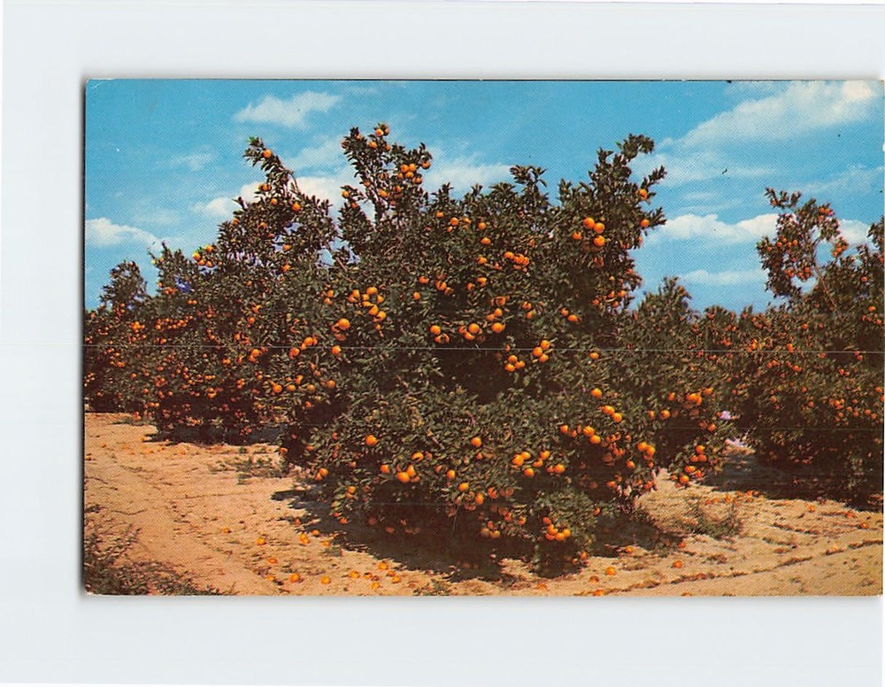 Postcard Beautiful Orange Groves in Central Florida USA