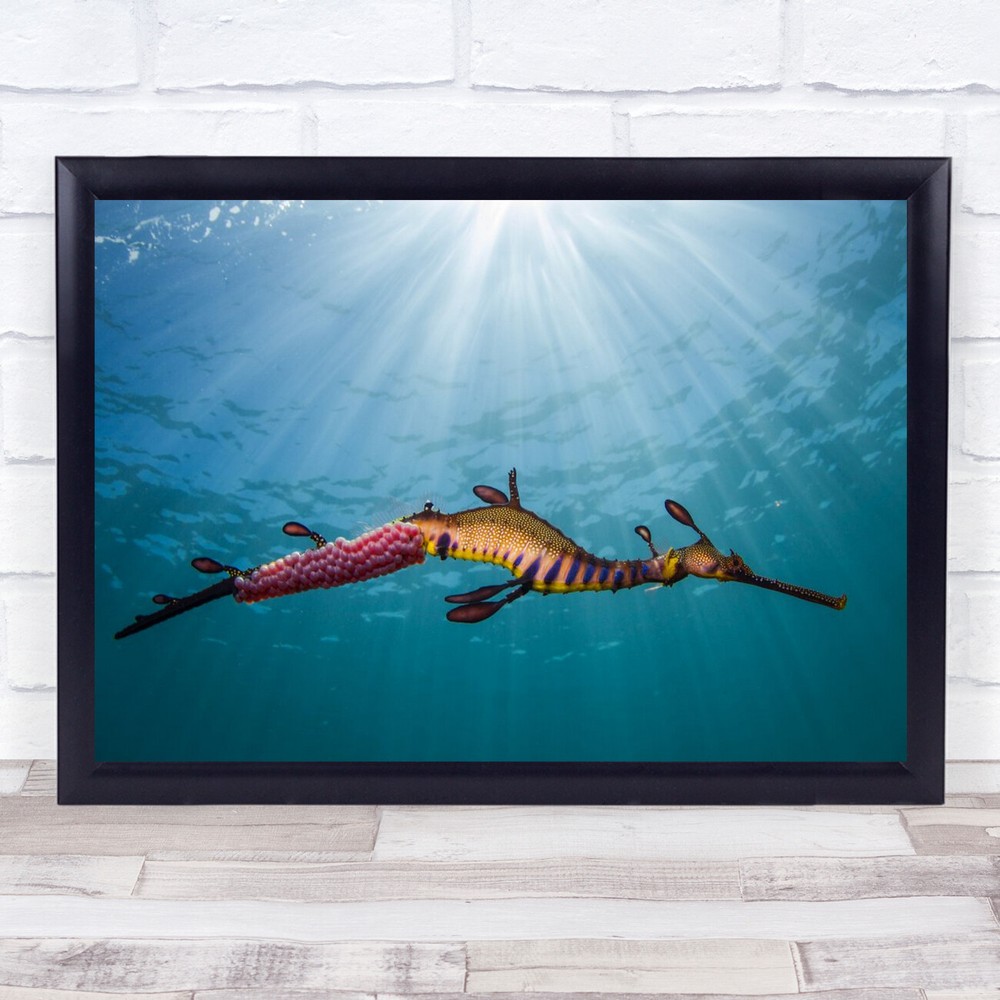 Weedy Sea Dragon Light Water Sealife Wall Art Print