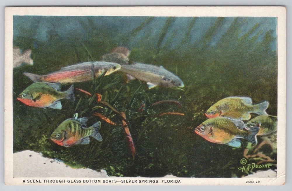 Silver Springs FL Glass Bottom Boat Underwater Fish Vintage Postcard
