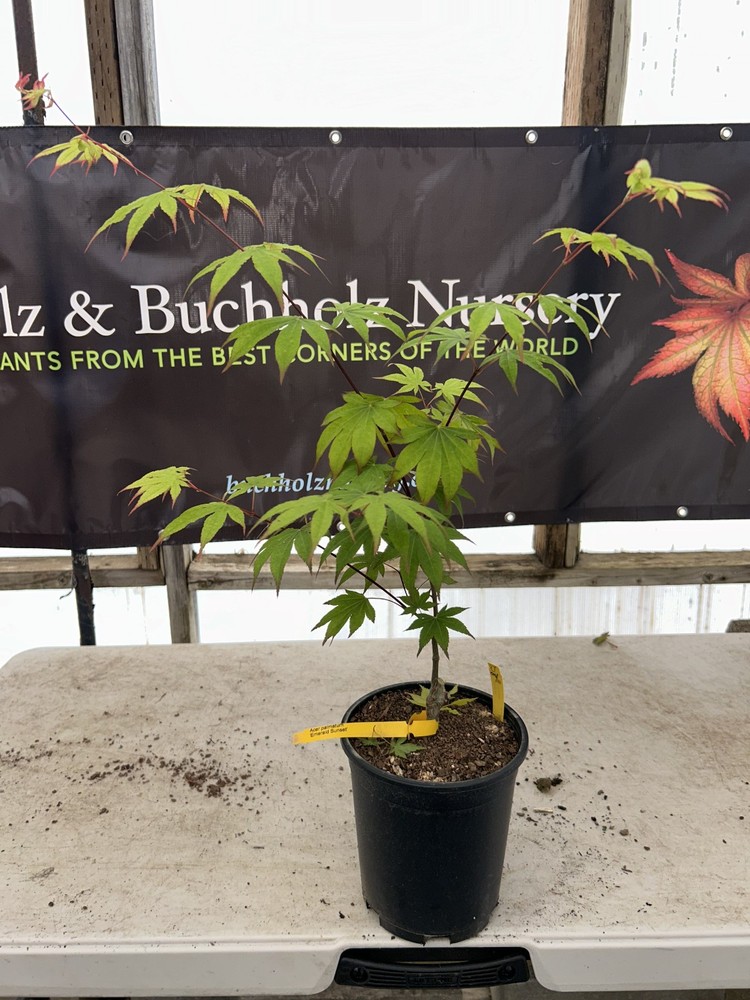 Acer palmatum ‘Emerald Sunset’ Rare Japanese Maple 1 Gallon-image
