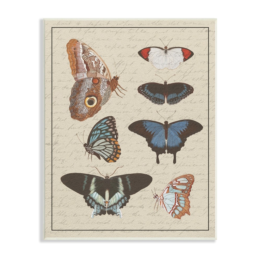 Stupell Butterfly and Moth Study Vintage Cursive Script Wood  10 x 15