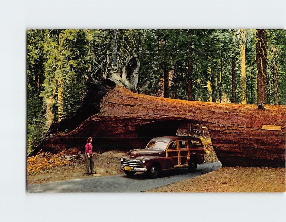 Postcard Tunnel Tree Sequoia National Park California