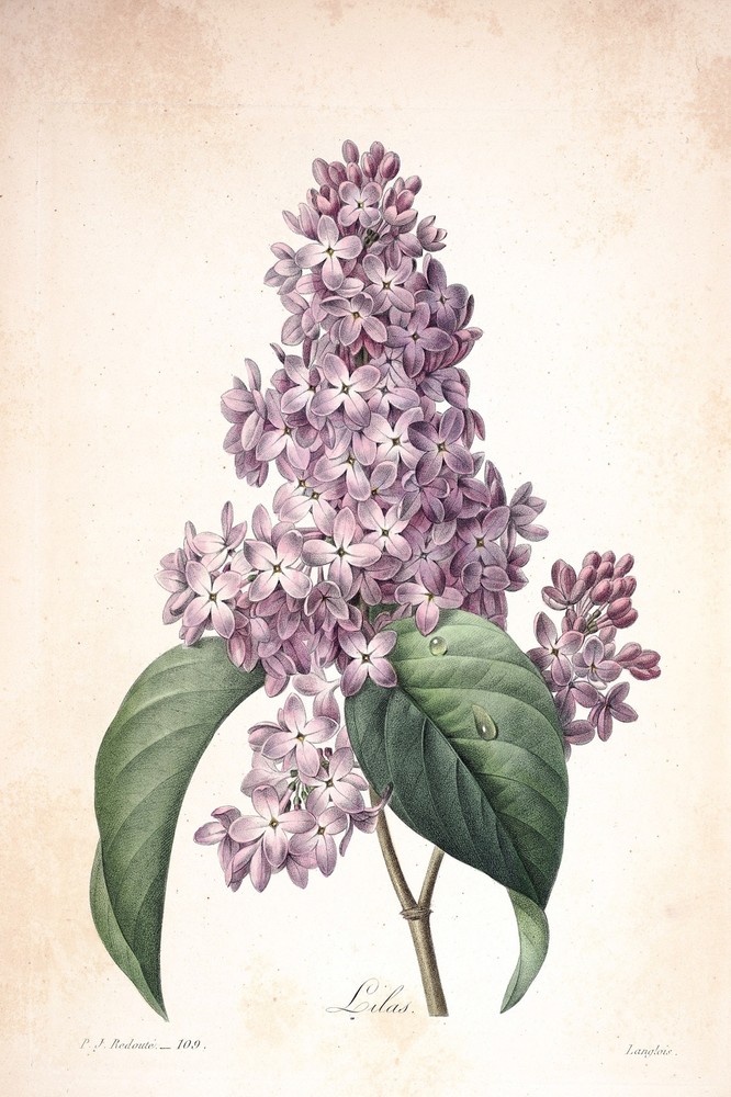 5985.Wall Decoration Poster.Interior design.Lilas.plants.flowers.nature.Violets