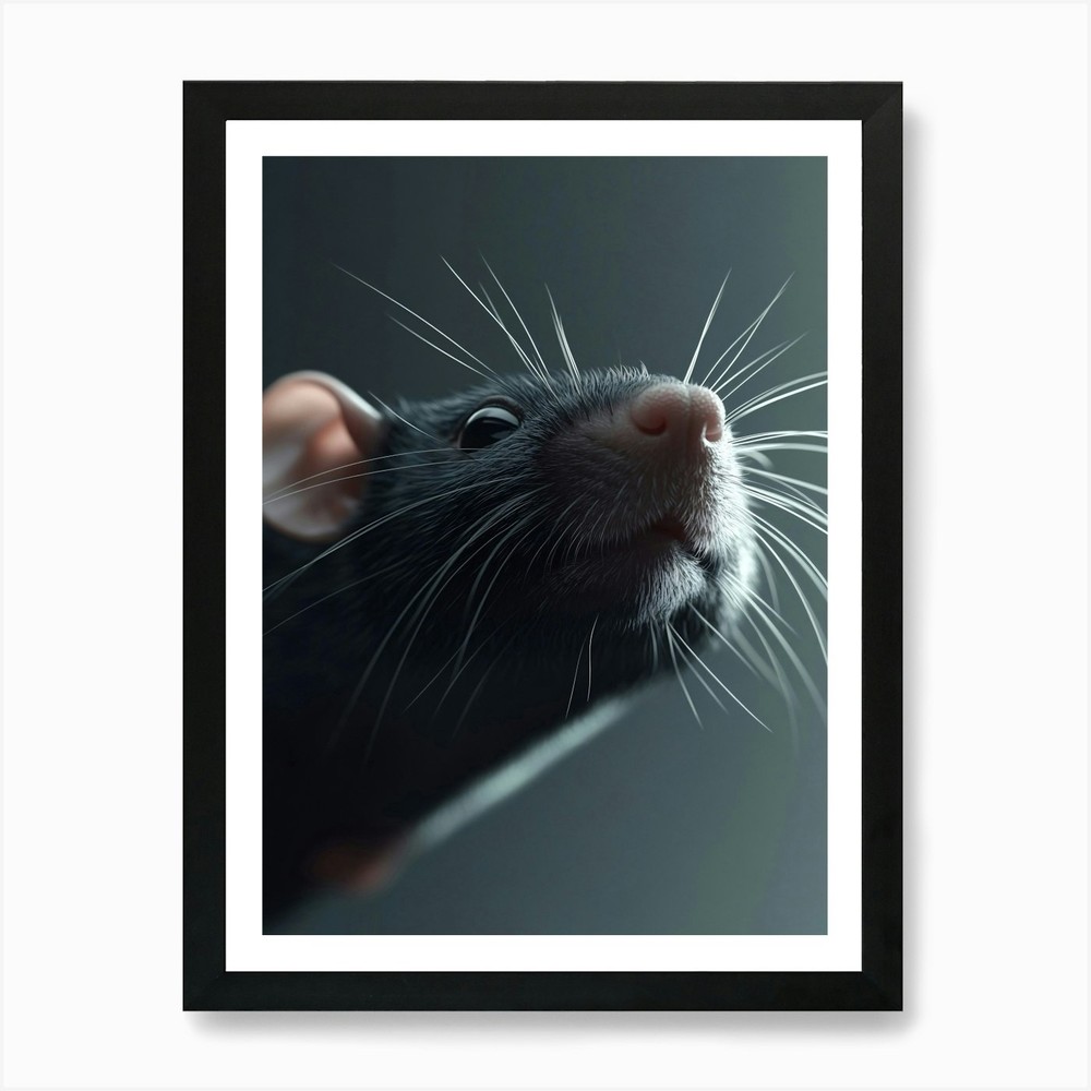Black Rat Art Print Framed Wall Art Poster Canvas Print Picture