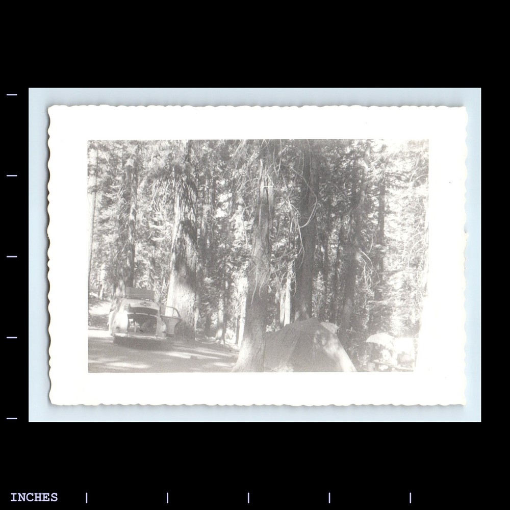Old Vintage Photo CAMPING TENT CLASSIC CAR FOREST TREES