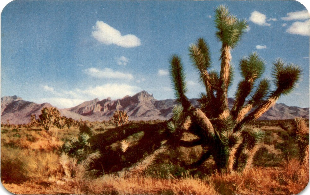 Joshua Tree, Desert, Bob Petley, Phoenix, Arizona, K60, Esther Postcard