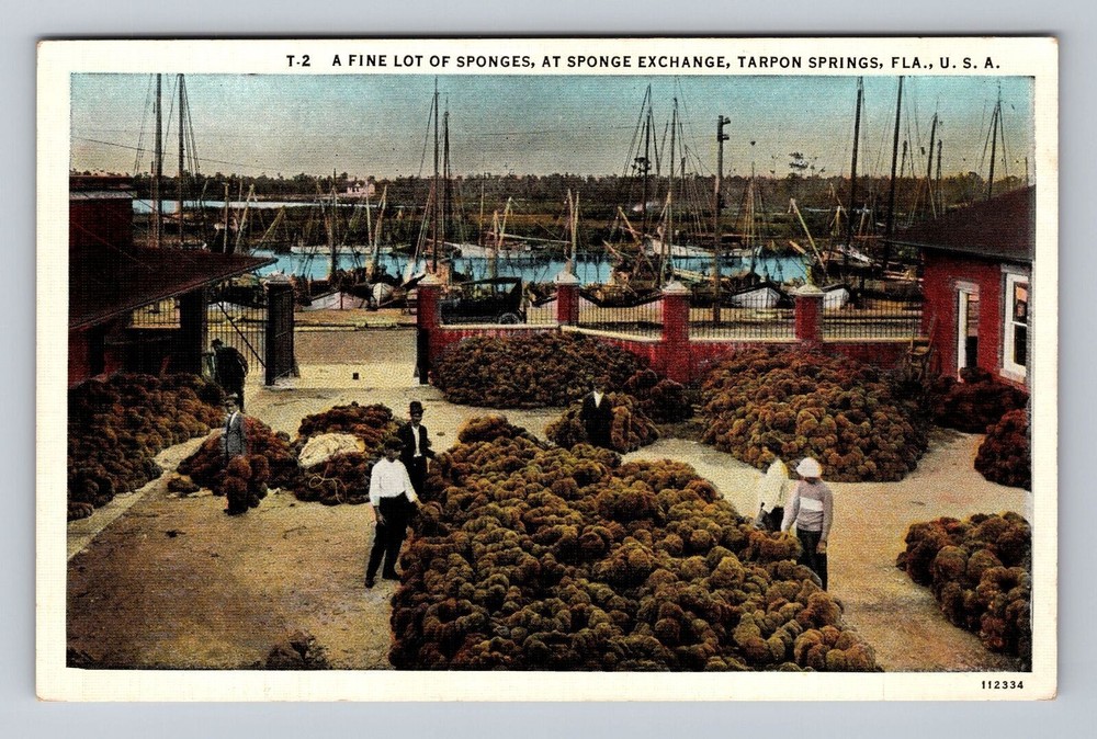 Florida FL Tarpon Springs Fine Lot Of Sponges Sponge Exchange Vintage Postcard