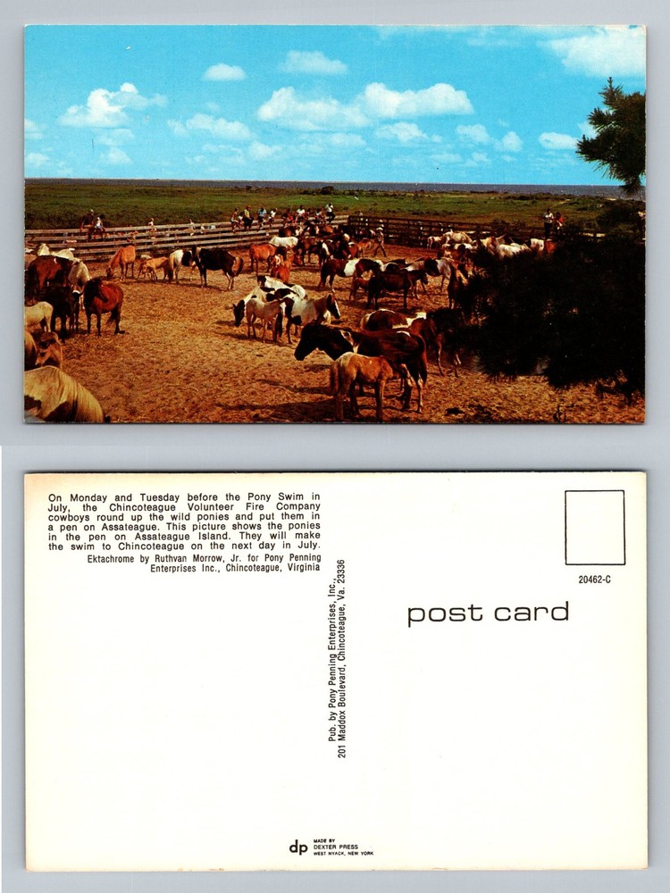 Chincoteague, VA-Virginia, Pony Penning On Assateague Island Vintage Postcard