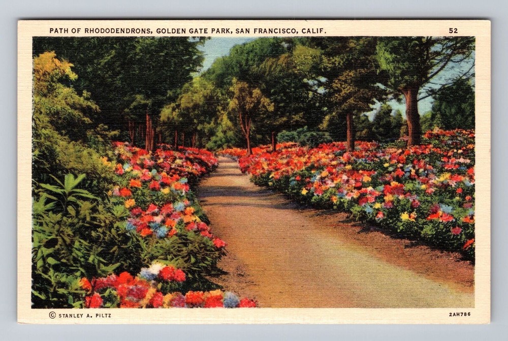 California CA San Francisco Path Rhododendrons Gen Gate Park Vintage Postcard