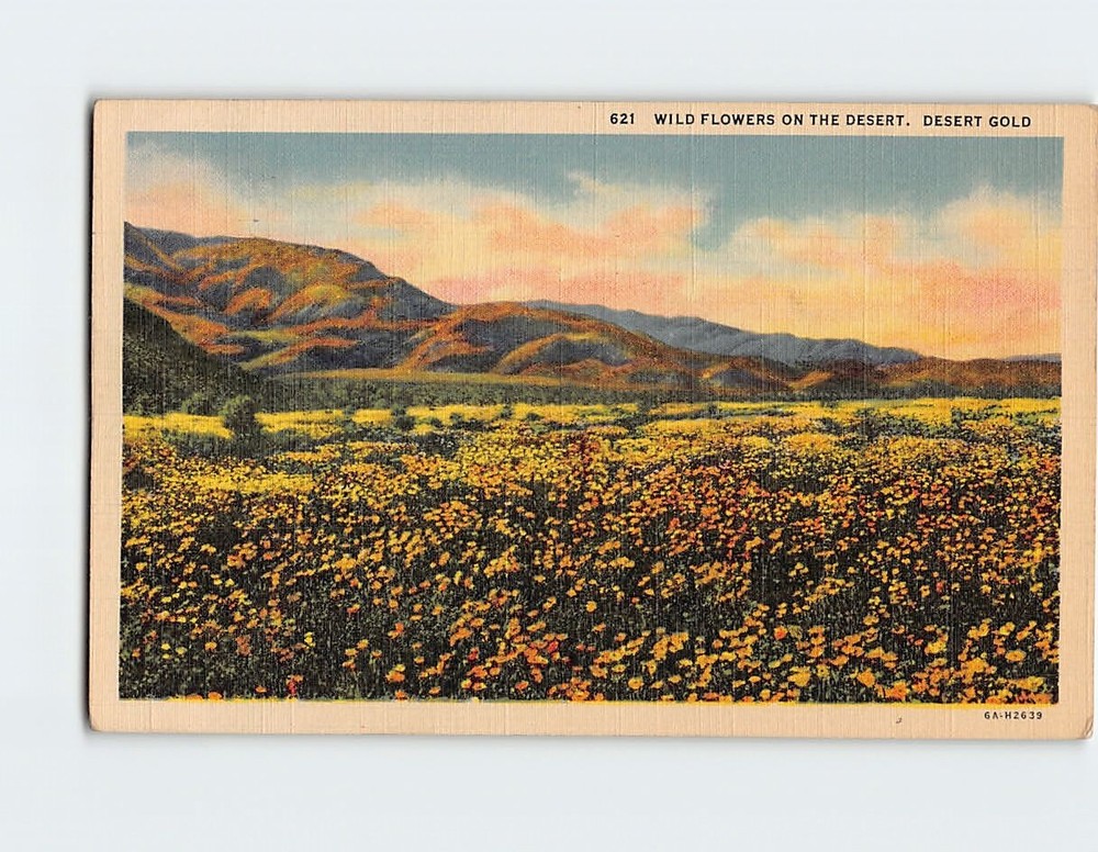 Postcard Wild Flowers on the Desert Gold
