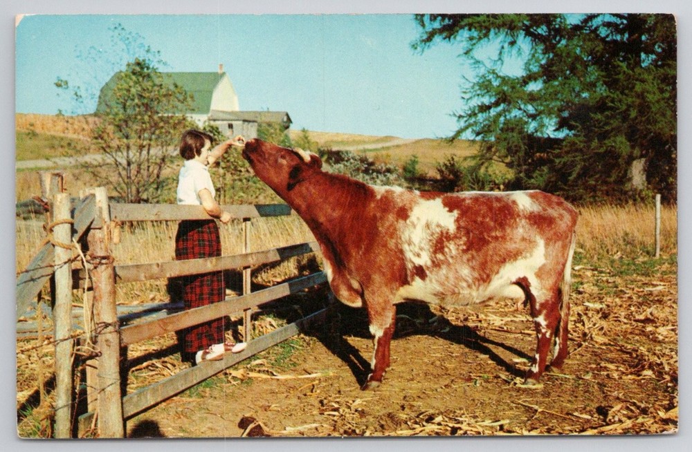 Winsted, CT Farm Scene Postcard Girl Feeding Cow Lusterchrome Tichnor Bros.