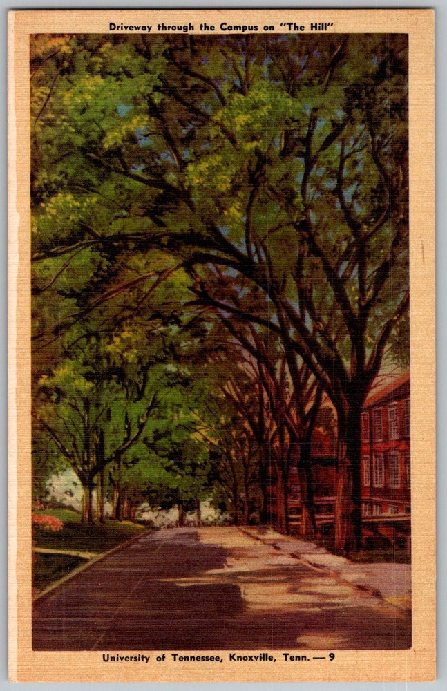 Vtg Linen Postcard Campus Driveway The Hill Knoxville, TN 1940s